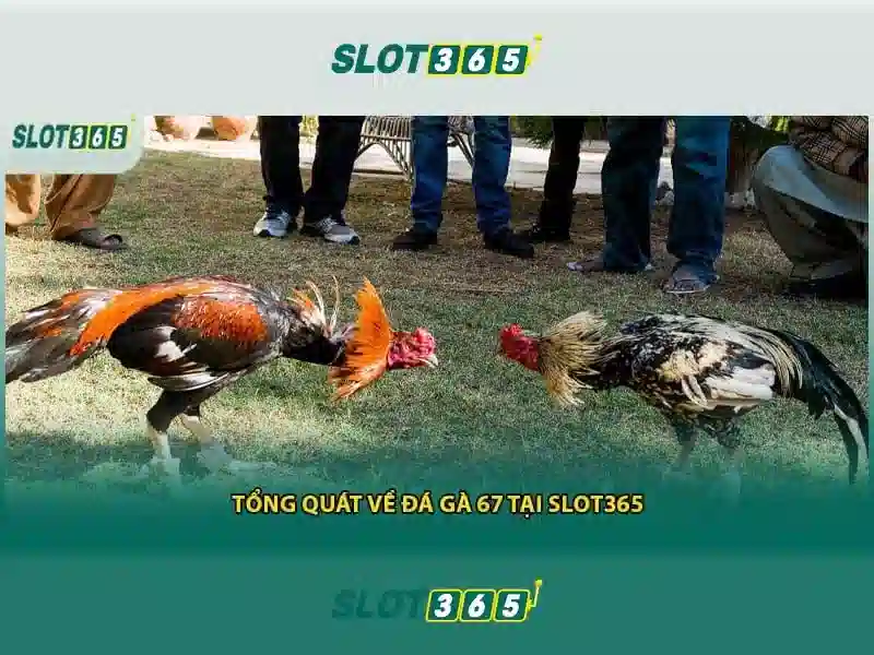 Trải nghiệm người dùng và giao diện