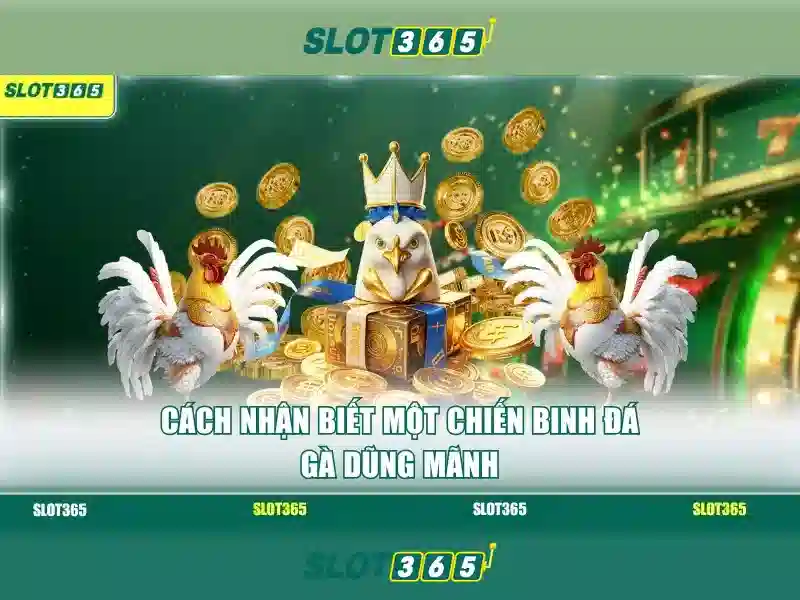 Kết luận và lưu ý khi tham gia Slot365