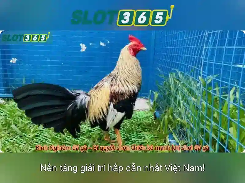 Bull Bull trực tuyến