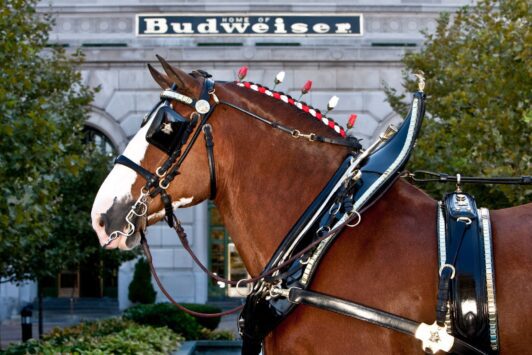 A Budweiser Clydesdale walks through one of the best St. Louis breweries.