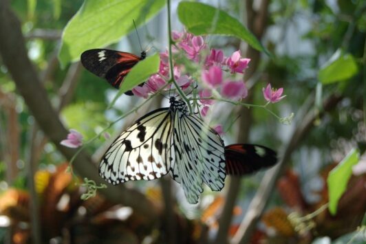 Butterfly House St Louis