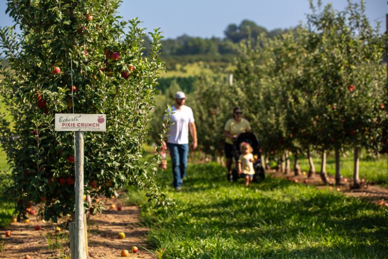 A family picks apples at Eckert's Farm.