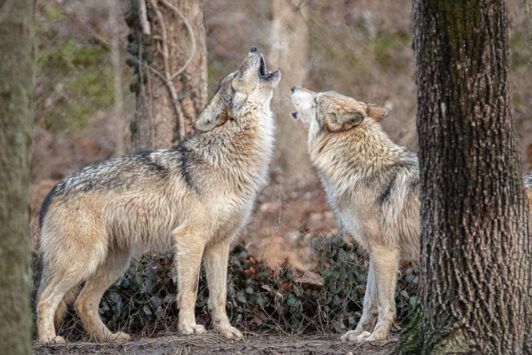 At the Endangered Wolf Center, Mexican gray wolves howl.