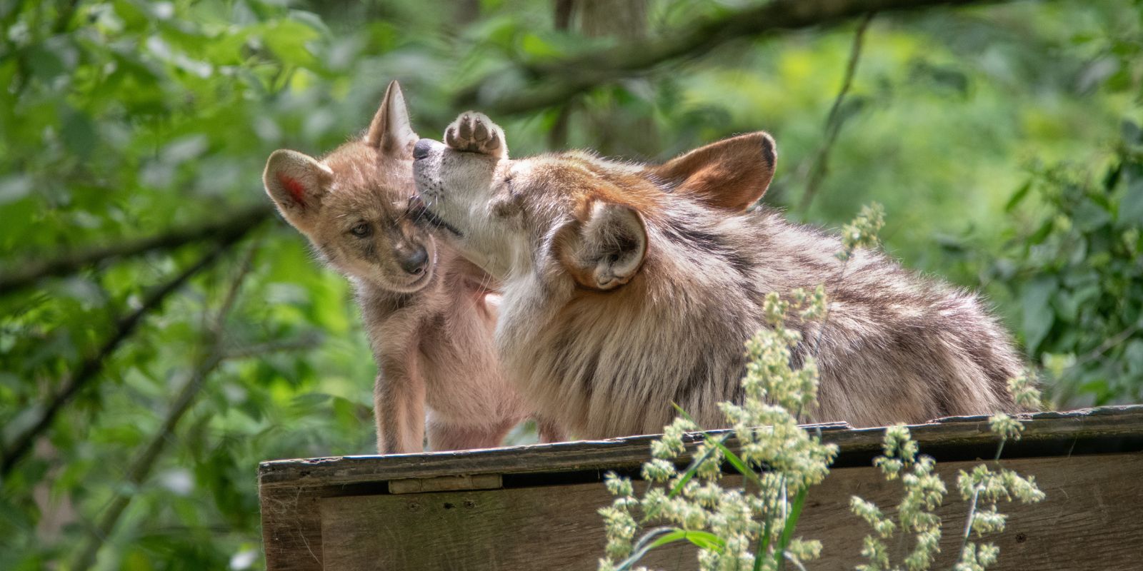 The Endangered Wolf Center in Eureka promotes the conservation of Mexican wolves and American red wolves.