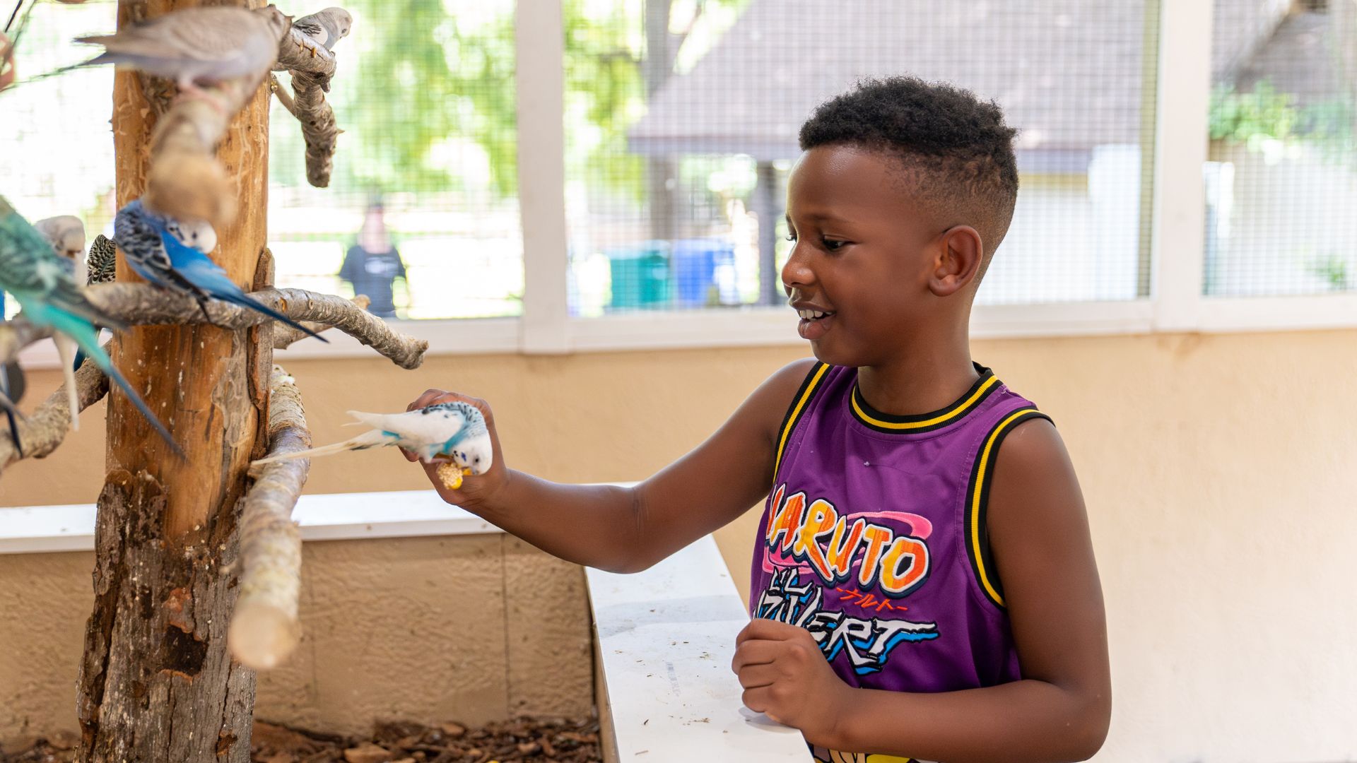 A boy feeds the birds at Grant's Farm, one of the top free attractions in St. Louis.
