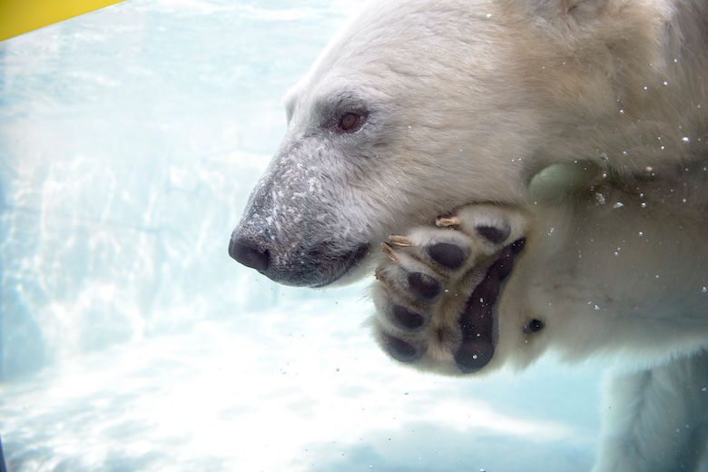 Saint Louis Zoo