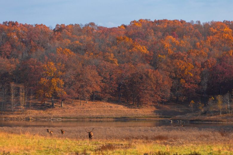 Deer roam through Lone Elk Park in fall.