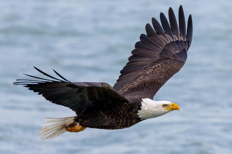 Bald eagles can be spotted during your outdoor adventures in St. Louis.