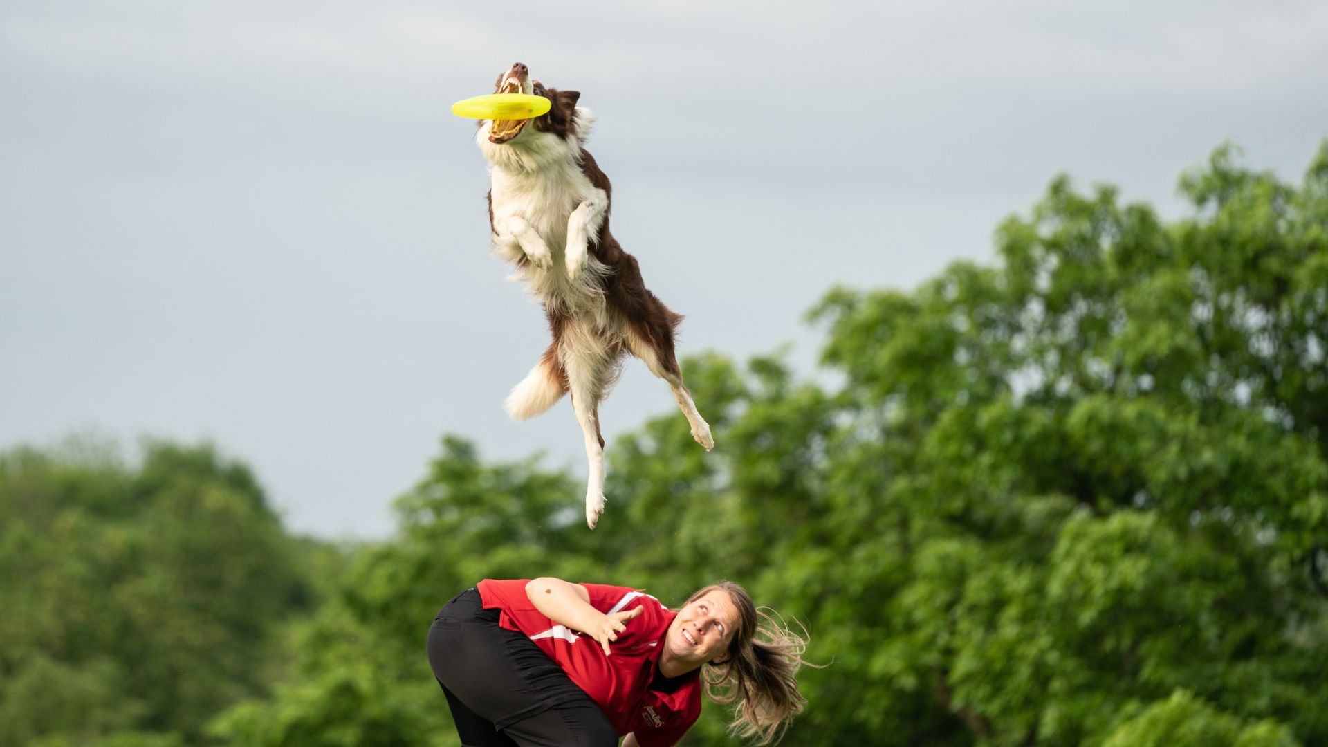 A dog catches a frisbee over its trainer's head at Purina Farms.