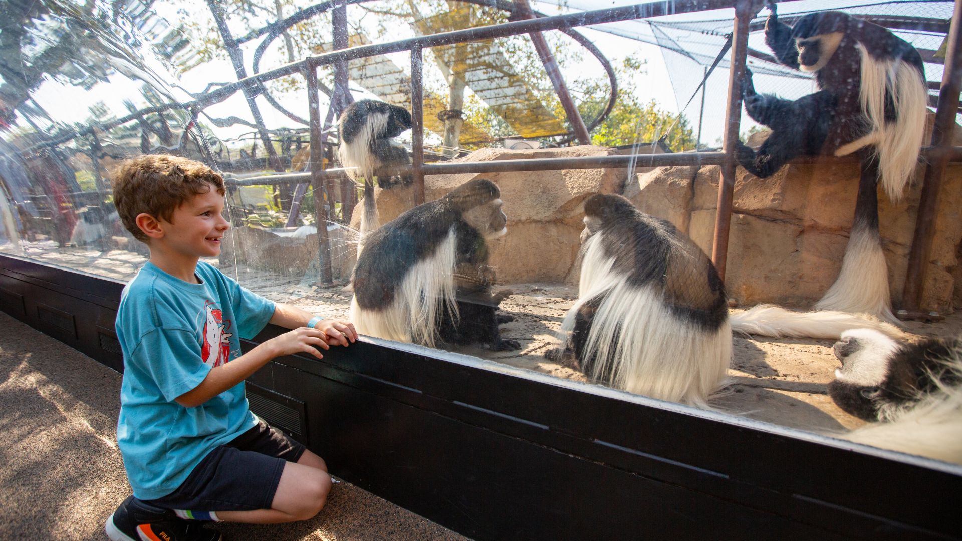 A kid observes black-and-white colobuses at the Saint Louis Zoo.
