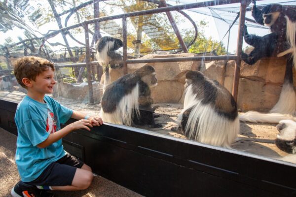 A kid observes black-and-white colobuses at the Saint Louis Zoo.