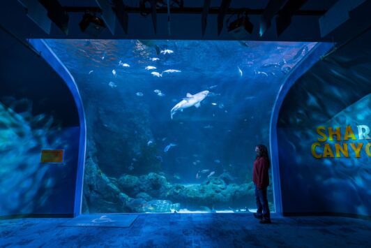 A shark swims over a woman's head at the St. Louis Aquarium.