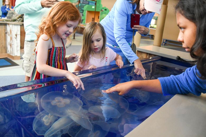 Kids touch jellyfish at the St Louis Aquarium.